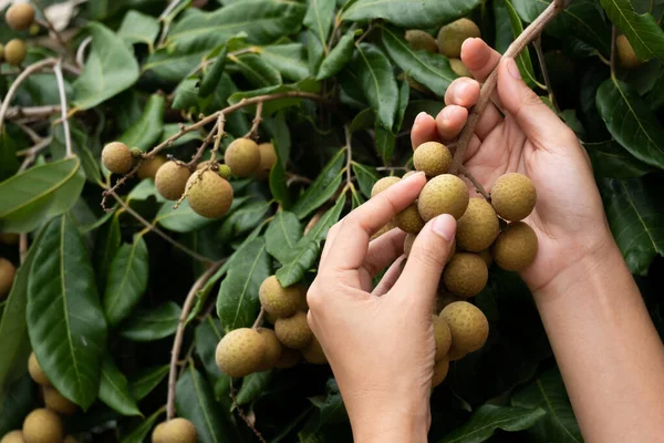 Zorgen voor het longan. — Stockfoto