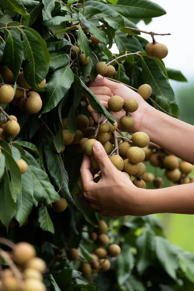 Zorgen voor het longan. — Stockfoto