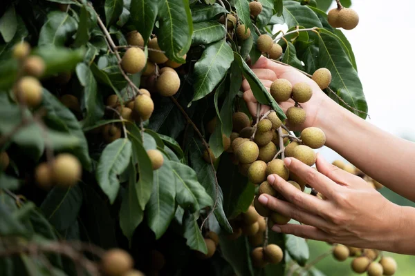 Caring for the longan. — Stock Photo, Image