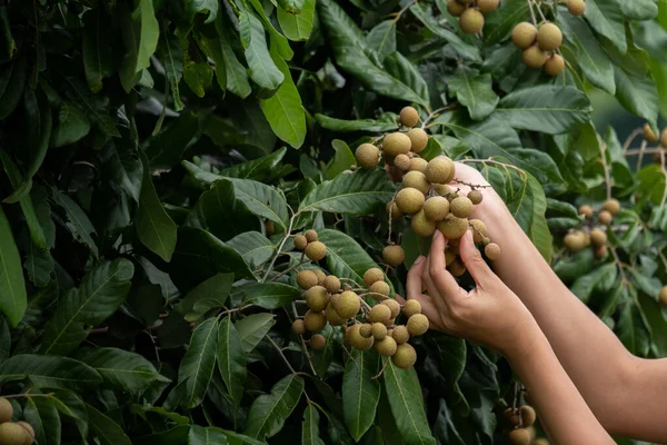 Zorgen voor het longan. — Stockfoto