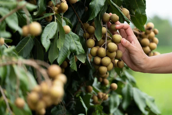 Cuidar do longan . — Fotografia de Stock