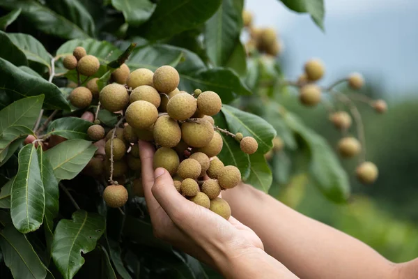 Zorgen voor het longan. — Stockfoto