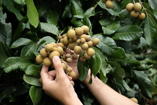 Caring for the longan. — Stock Photo, Image