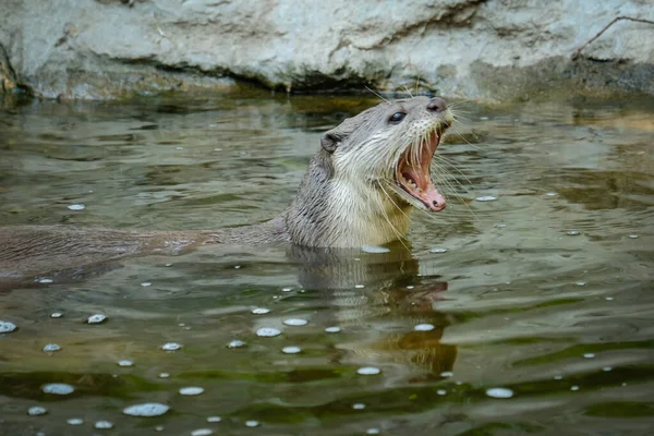 Otter — Stock Photo, Image