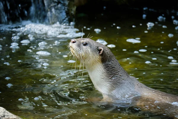 Lontra — Foto Stock