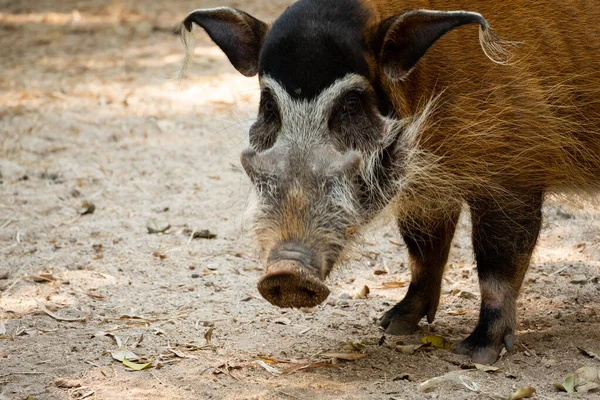 Red river hog — Stock Photo, Image