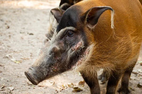 Red river hog — Stock Photo, Image