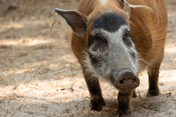 Red river hog — Stock Photo, Image