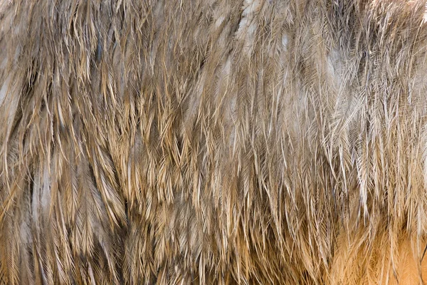 Emu. — Foto de Stock