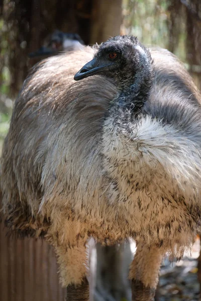 Emu — Stock Photo, Image