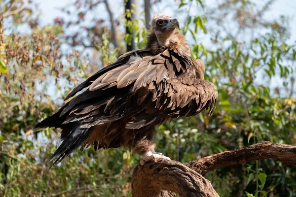 Cinereous Vulture — Stock Photo, Image