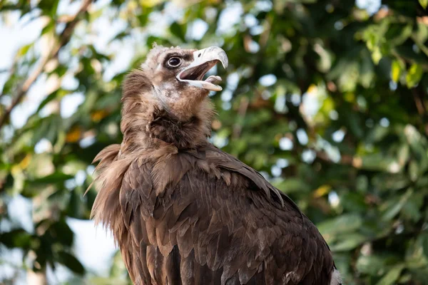 Cinereous Vulture — Stock Photo, Image