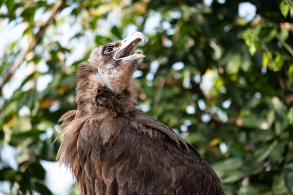 Avvoltoio cinereo — Foto Stock