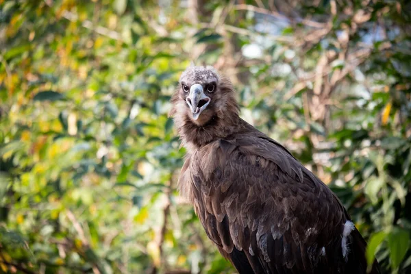 Cinereous Vulture — Stock Photo, Image