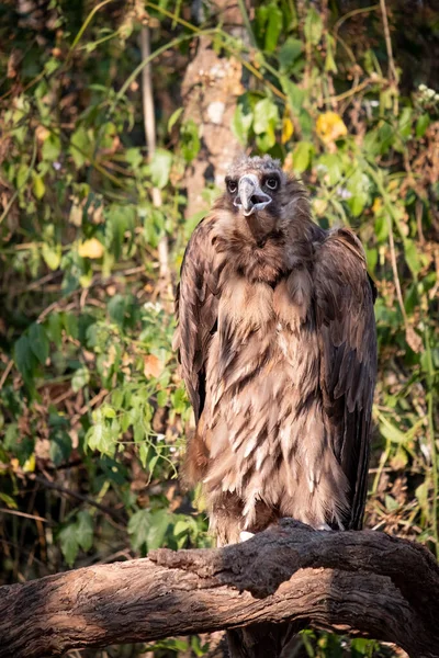 Cinereous Vulture — Stock Photo, Image