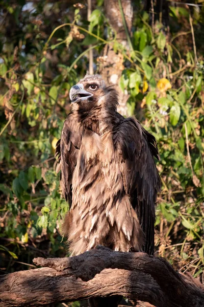 Cinereous Vulture — Stock Photo, Image