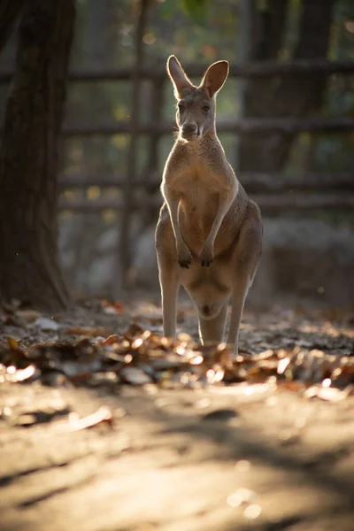 Kangoeroe — Stockfoto