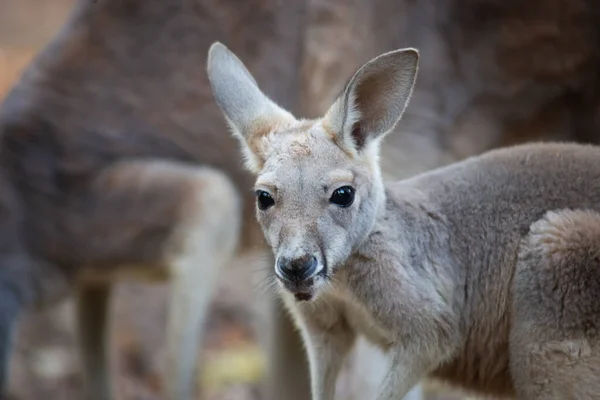 Kanguru — Stok fotoğraf