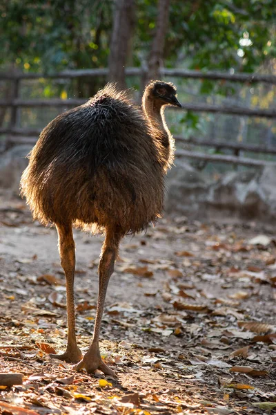 Emu — Foto Stock