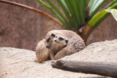 Mirket 'ın davranışı