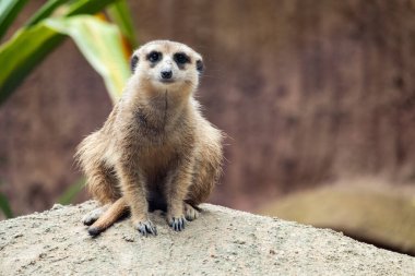 Mirket 'ın davranışı