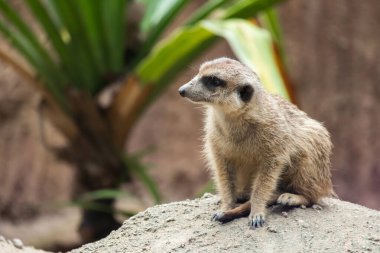 Mirket 'ın davranışı