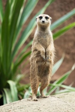 Mirket 'ın davranışı