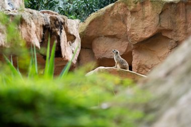Mirket 'ın davranışı 