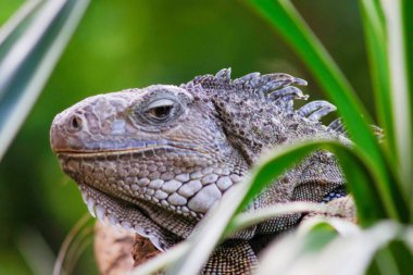  Iguana