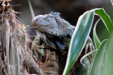  Iguana