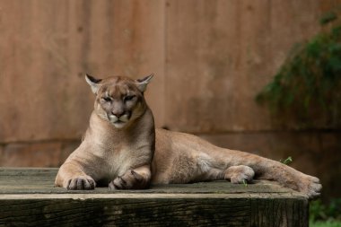 Puma veya Puma