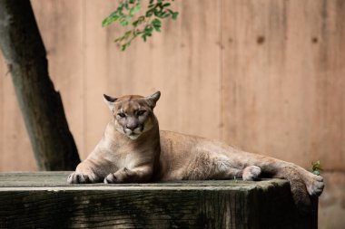 Puma veya Puma