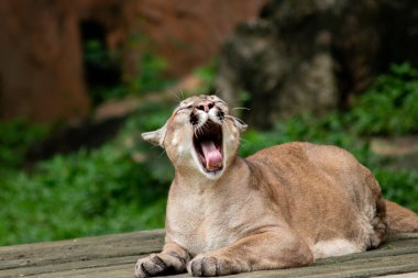 Puma veya Puma