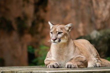 Puma veya Puma
