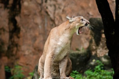 Puma veya Puma