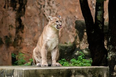Puma veya Puma