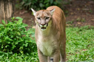 Puma veya Puma