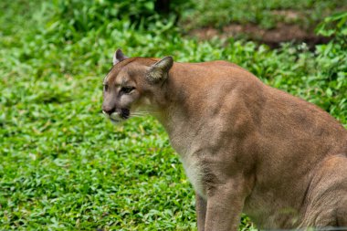 Puma veya Puma