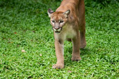 Puma veya Puma