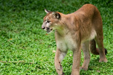 Puma veya Puma