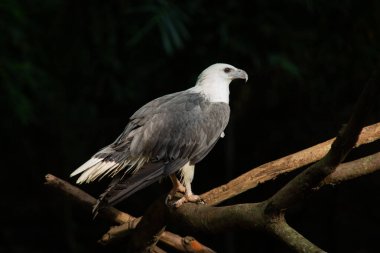 AK karınlı deniz-kartal