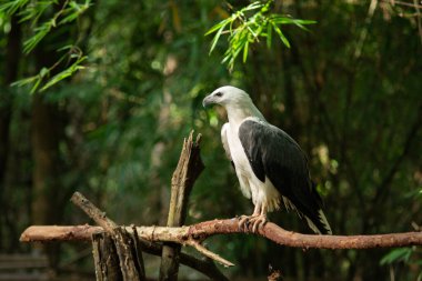 AK karınlı deniz-kartal