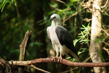 AK karınlı deniz-kartal