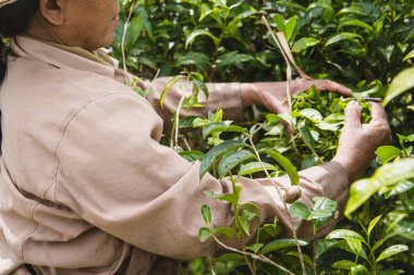 hasat çay yaprakları 