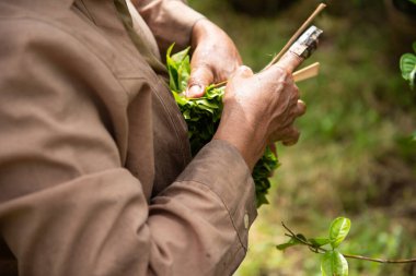 hasat çay yaprakları 