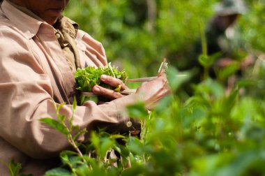 hasat çay yaprakları 