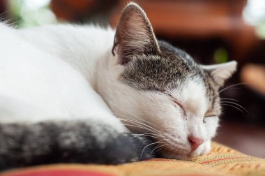 tembel kedi