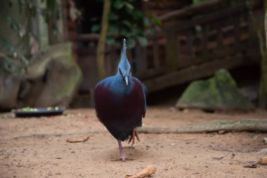  Güvercin taç victoria