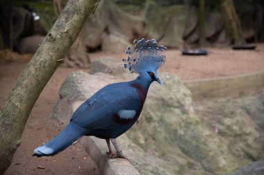  Güvercin taç victoria