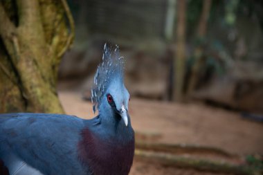  Güvercin taç victoria